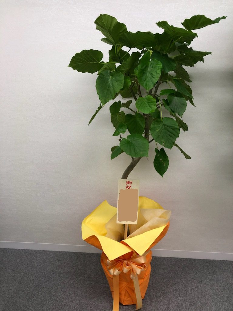 観葉植物 ウンベラータ ウエディングフラワー 花 フラワーギフト ティーエムフローラ 観葉植物 ウンベラータ ウエディングフラワー 花 フラワーギフト ティーエムフローラ